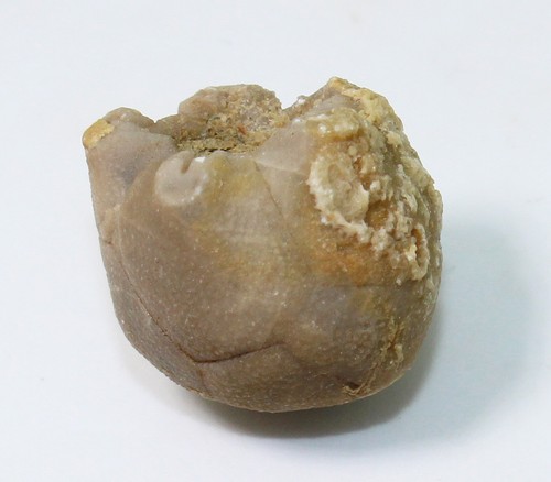 Crinoide seelilie hybocrinus - crinoide,seelilie,,