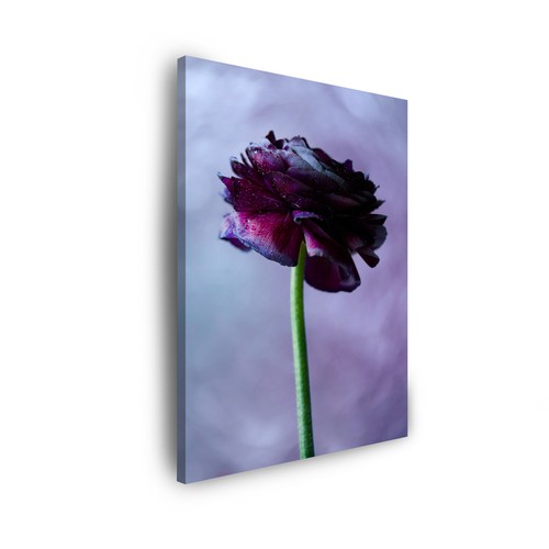 Leinwand bilder pflanzen - leinwand-bilder:,