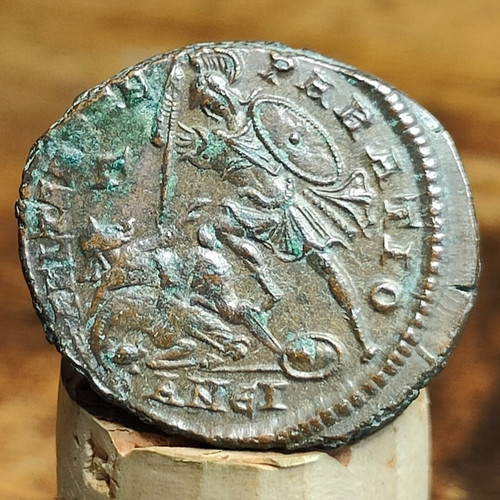 Constantius maiorina mit - maiorina,