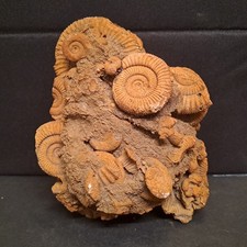 Ammoniten Stufe, vermutlich