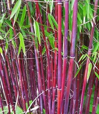 Baldur garten roter bambus - baldur,