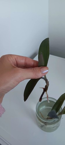 Dreimasterblume tradescantia - dreimasterblume,