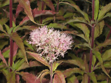 Wasserdost - Eupatorium