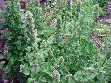 Echte katzenminze nepeta - katzenminze,