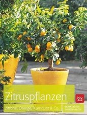 Zitruspflanzen: Zitrone