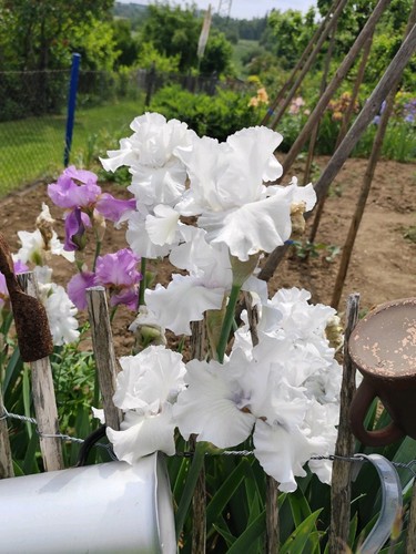 Schwertlilie iris rhizome - schwertlilie,