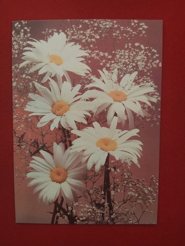 Russland margeriten - russland,,