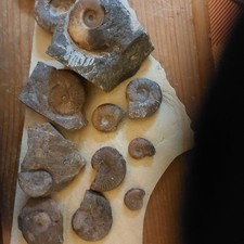 Lot 5:  10  Lias e  Ammoniten