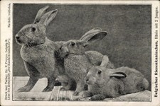 Ak Belgisches Riesenkaninchen, Häsin mit zwei Jungen, Rassekaninchen - 4546144