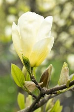Magnolia 'Yellow Joy'