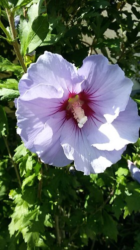 Garten hibiskus garteneibisch - garten,