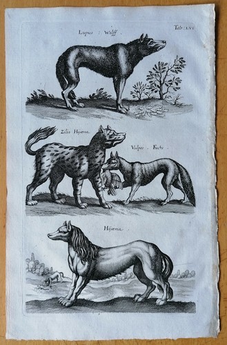 Merian johnston original - merian/johnston,