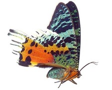 LEPIDOPTERA, URANIIDAE, URANIA
