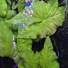 Nymphaea oxypetala, rare lotus