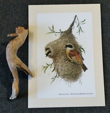 Beutelmeise * Kunstdruck . Poster . Bild . Wand-Dekoration