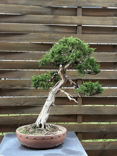 Chinesischer wacholder bonsai - wacholder,