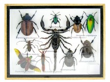 Einzelstück - echte