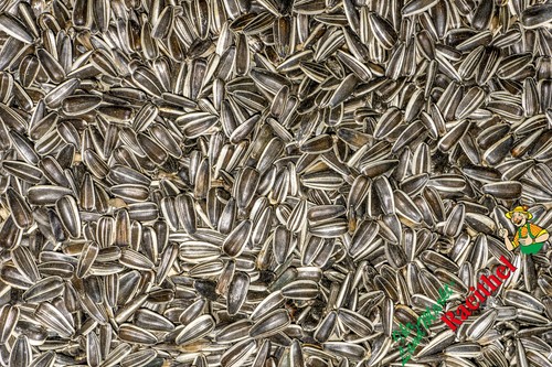 Sonnenblumenkerne - (1,38€/kg),
