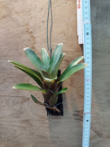 Neoregelia astra - neoregelia,