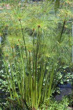 SAMEN Zyperngras für den