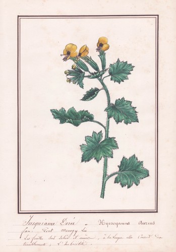 Hyoscyamus aureus bilsenkraut - hyoscyamus,