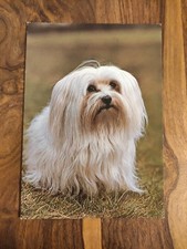 Hundepostkarte ? MALTESER ? AK HUND Popp FF 1264