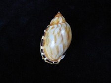 Muschel Casmaria erinaceus