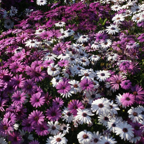 Cape daisy mix osteospermum - mix,