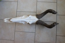 Hartebeest Antilope