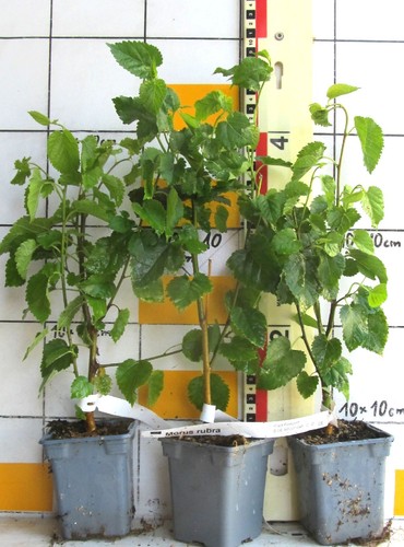 Morus rubra rote maulbeere - /,