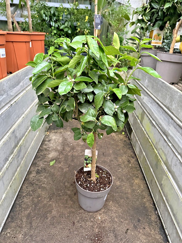 Limette 100cm citrus - limette, 90-100cm