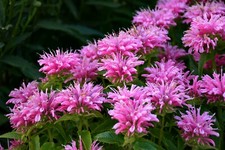 Goldmelisse - Monarda dydima