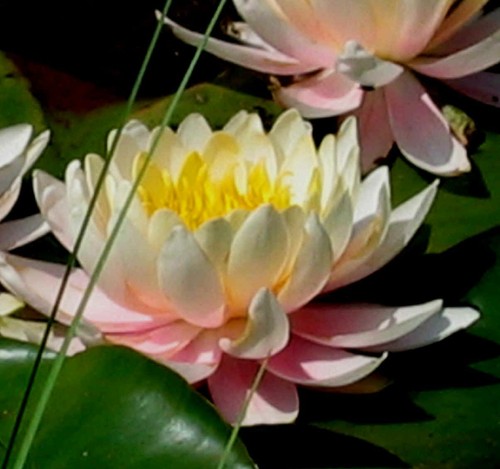 Nymphaea ray davies - nymphaea, davies'