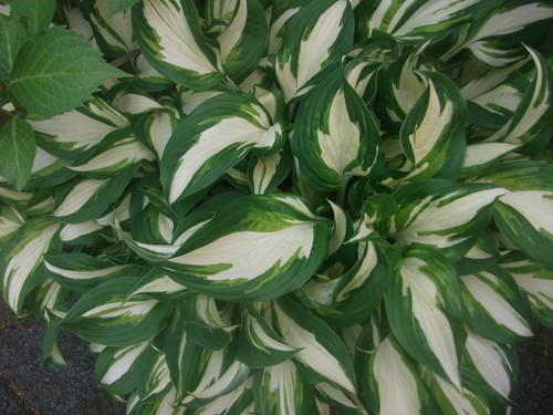 Funkien hosta pflanze - x,