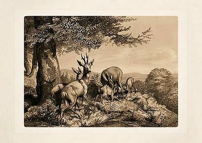 Carl friedrich deiker - carl,