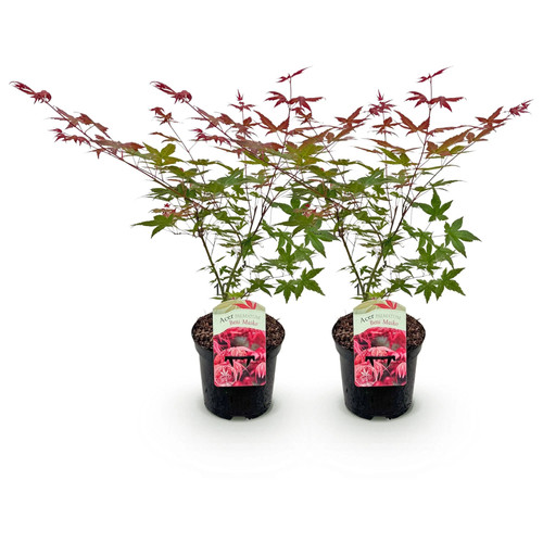 Japanischer ahorn acer - ahorn,