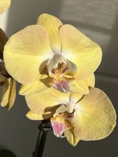 Schöne sonnige Orchidee