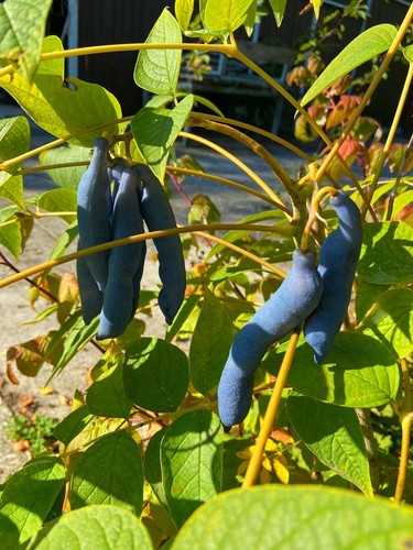 Decaisnea fargesii blaugurke - fargesii,,