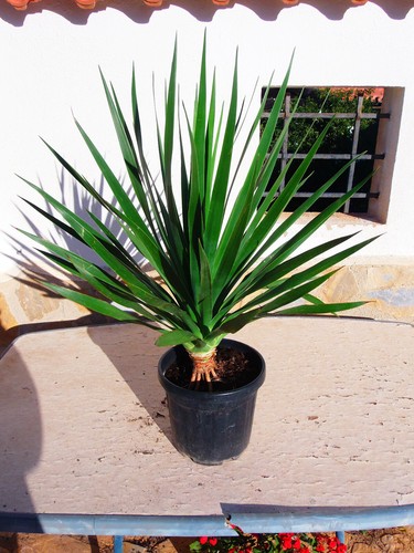 Dracaena draco drago - dracaena,