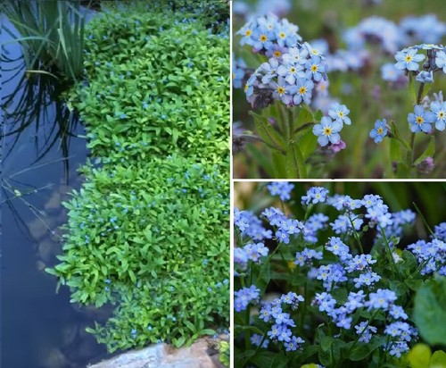 Blaue wasserblumen - blaue,