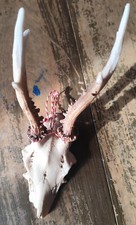 Kunst Geweih Dekoration Resin liegend hängend mit Band Briegfbeschwerer sonstige