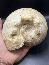5,51" / 14 cm - Ammonit Fossil