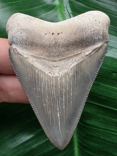 Sehr schön erhaltener - cm,