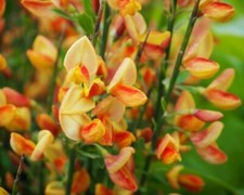 Ginster Edelginster 'Apricot Gem' Cytisus scoparius 60-80 cm im 3-Liter Topf