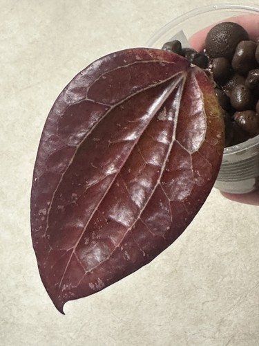 Hoya rigida iml 1529 - 1529,