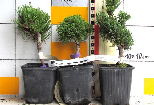 Pinus mugo picobello - ,