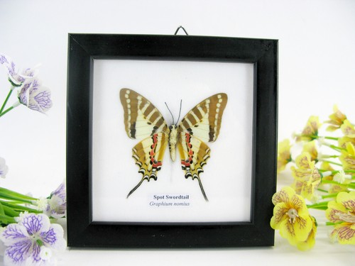 2te wahl spot swordtail hell - wahl,