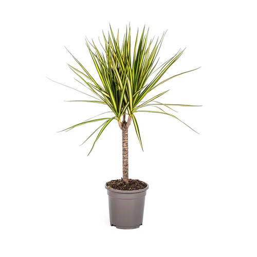 Dracaena marginata sunray - dracaena, –