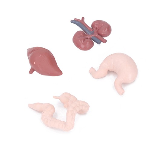 Menschliches organmodell - menschliches,
