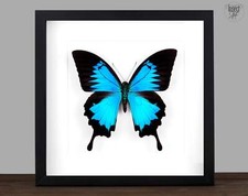 Echter blauer Schmetterling im